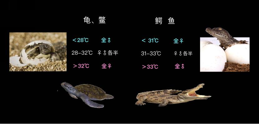 500万年后男性染色体会消失吗,未来男性会消失y染色体吗
