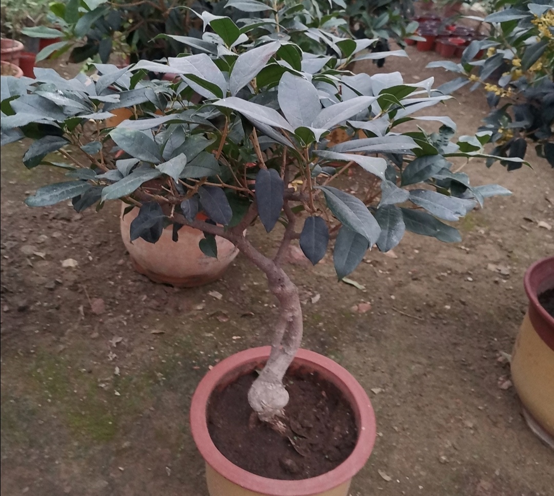 桂花刚发芽就变枯有什么补救方法,桂花开花后的种植和修剪