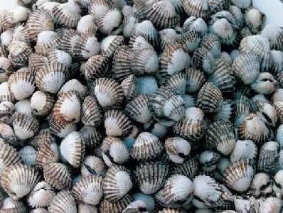 开海特价海鲜,开海的海鲜视频