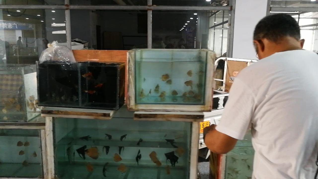 逛观赏鱼市,市场里的观赏鱼热带鱼