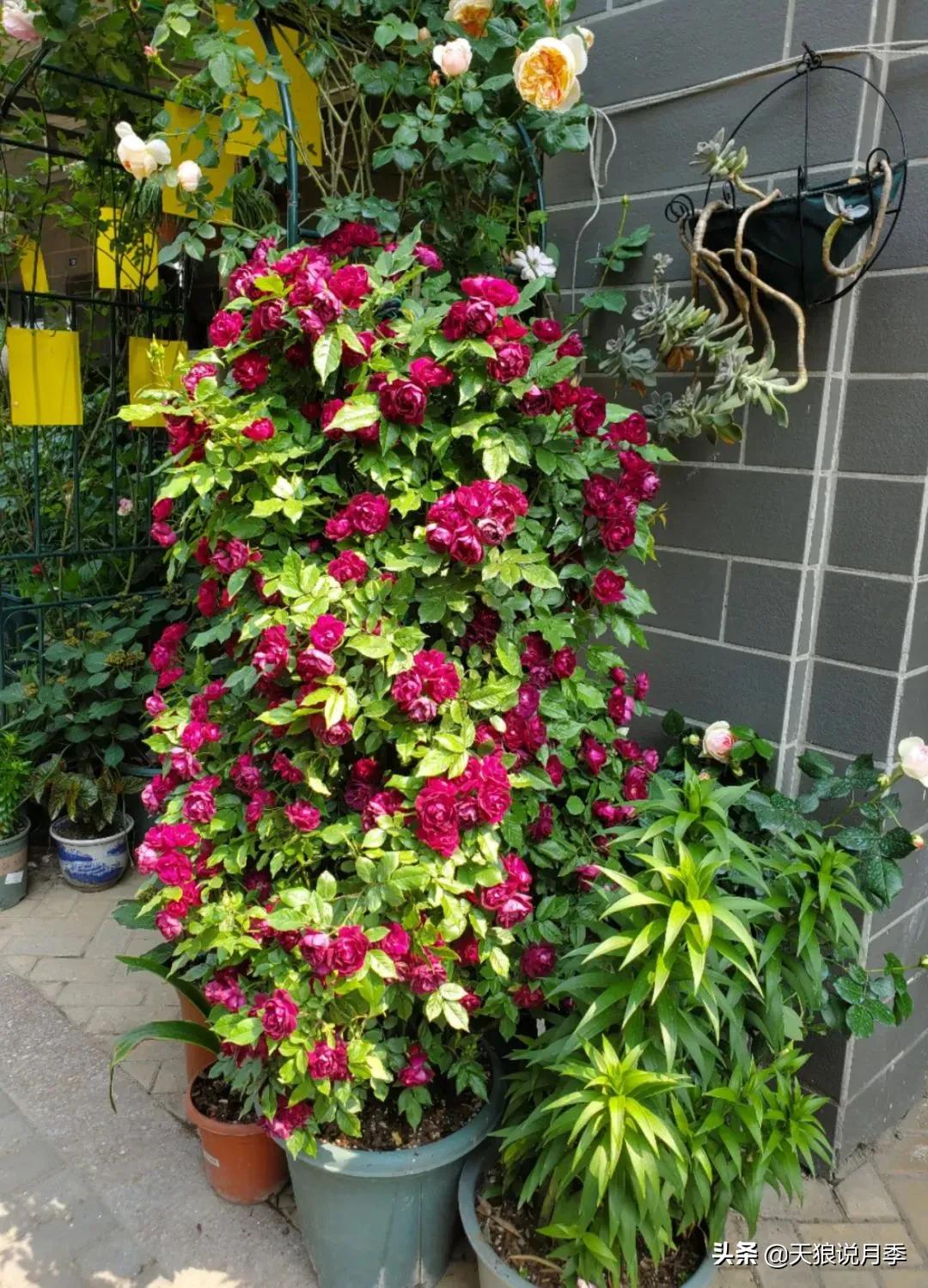 适合北阳台种的花园,采光差适合什么藤本月季