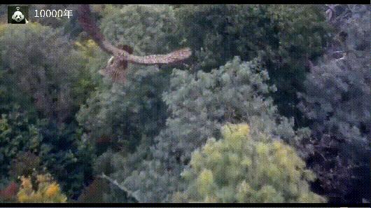 世界上第8种猫头鹰,最受欢迎的猫头鹰