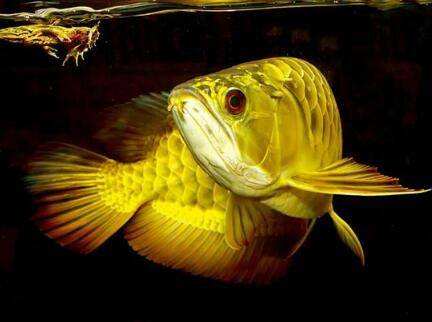 小龙鱼饲养技巧,小龙鱼饲养空间