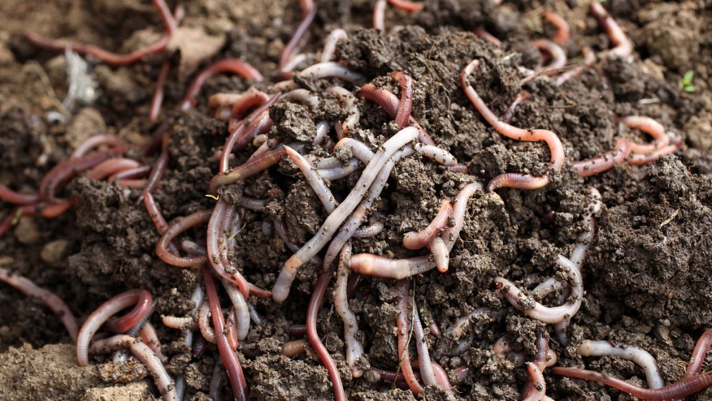 投资少见效快的养殖项目,投资小见效快的养殖好项目赚钱