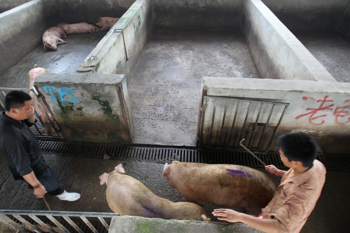 猪价上涨猪企存在机会,猪价走势微调后市上涨迹象明显