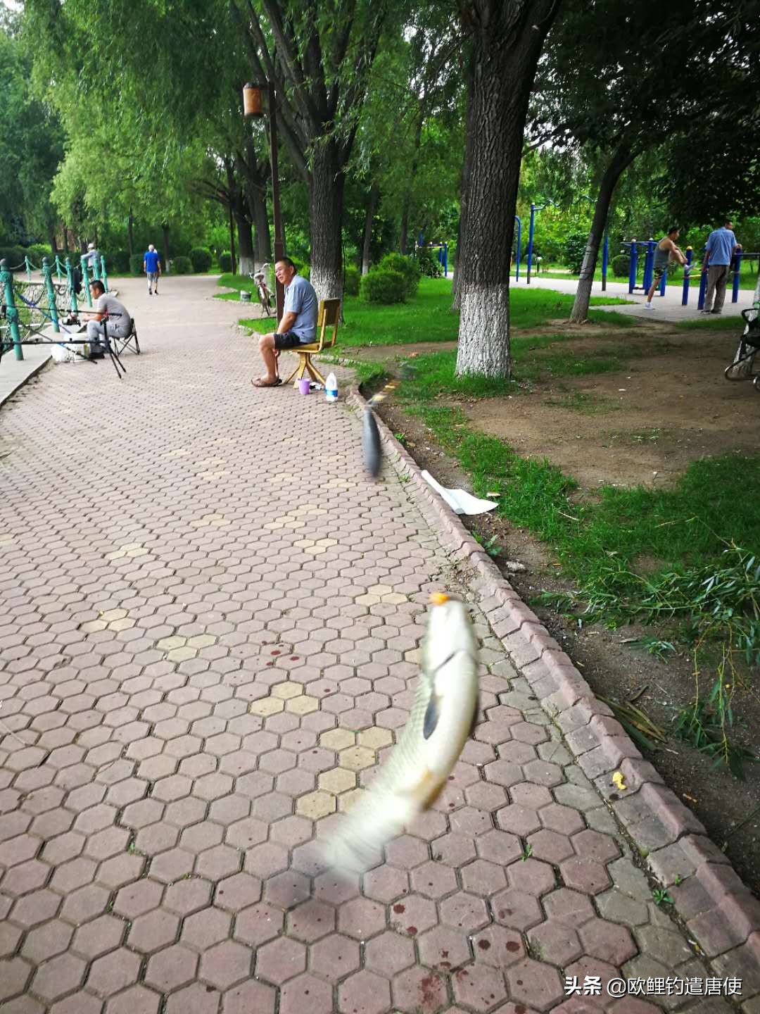 为什么鲤鱼比鲫鱼难钓,为什么鲫鱼这么难咬钩