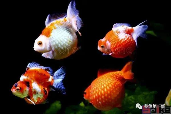 金鱼的种类图片和名字观赏,金鱼的品种分别有哪些图片