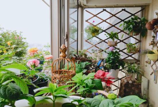 怎么做花肥效果好,自制花肥料花生壳