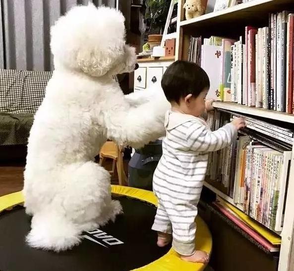 巨型贵宾犬为什么那么少人养,为什么喜欢养巨型贵宾犬