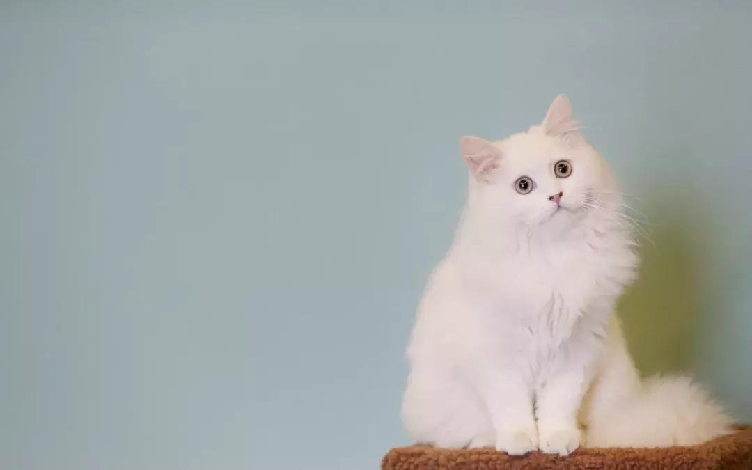 照顾怀孕猫咪,猫咪怀孕有哪些表现该如何照顾