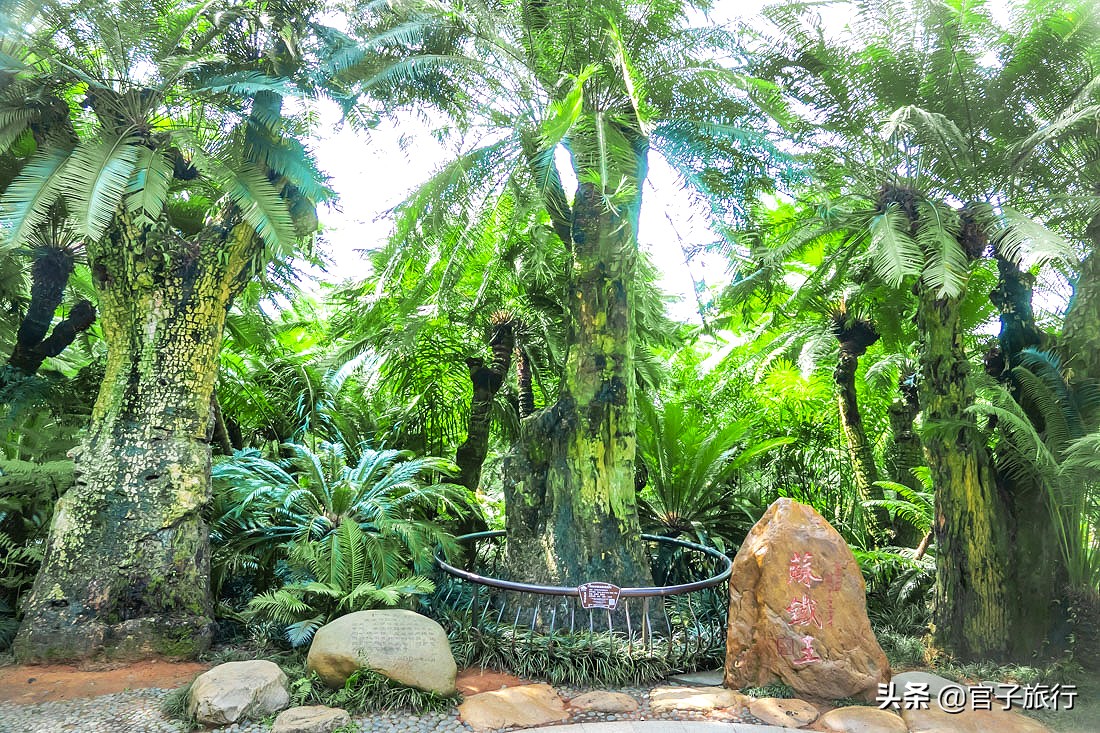 先有苏铁王后有南宁城，它是恐龙的美食植物界活化石，堪称国宝