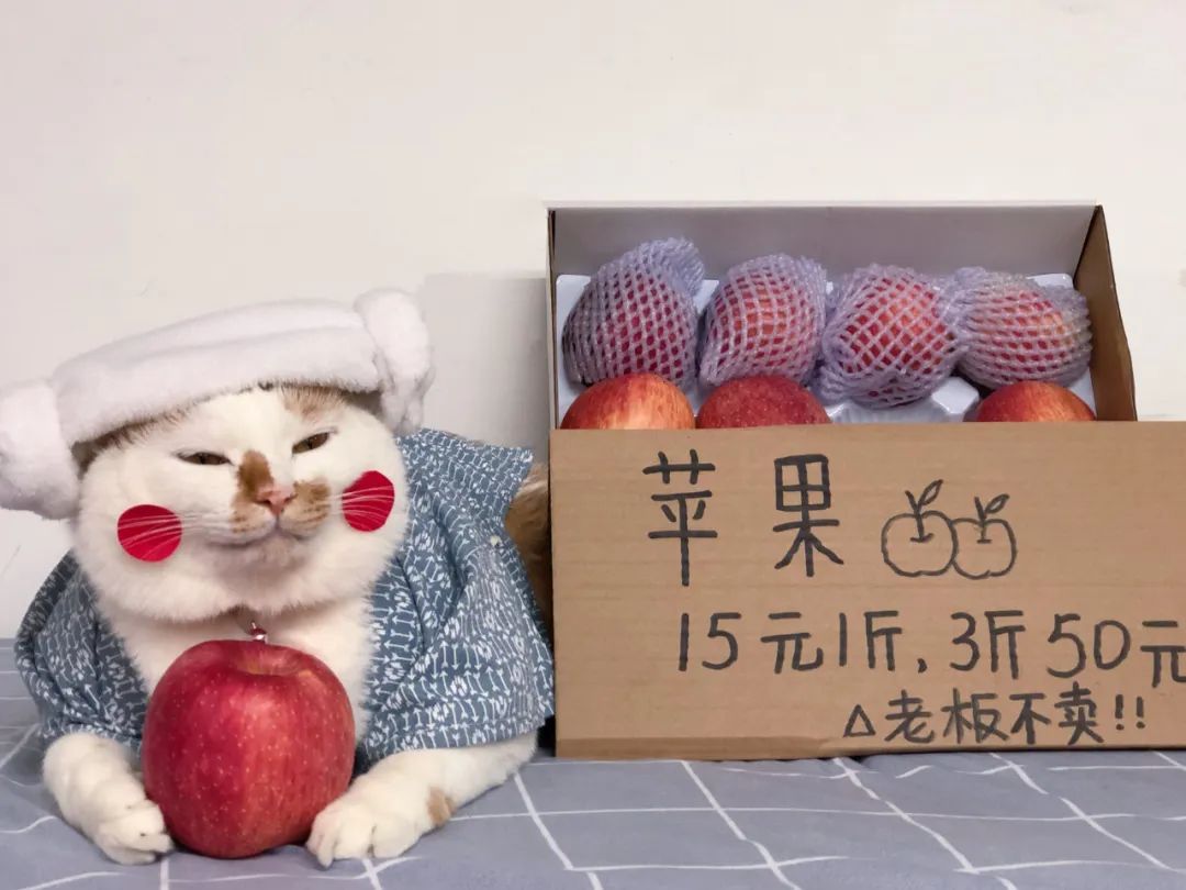 可可爱爱的猫狗,可可爱爱的流浪猫咪