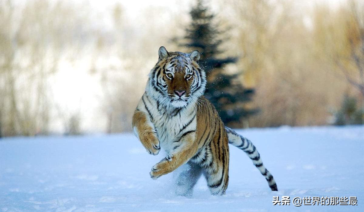 原来狮子和老虎实力相差那么多,最强狮子和最强老虎哪个更强