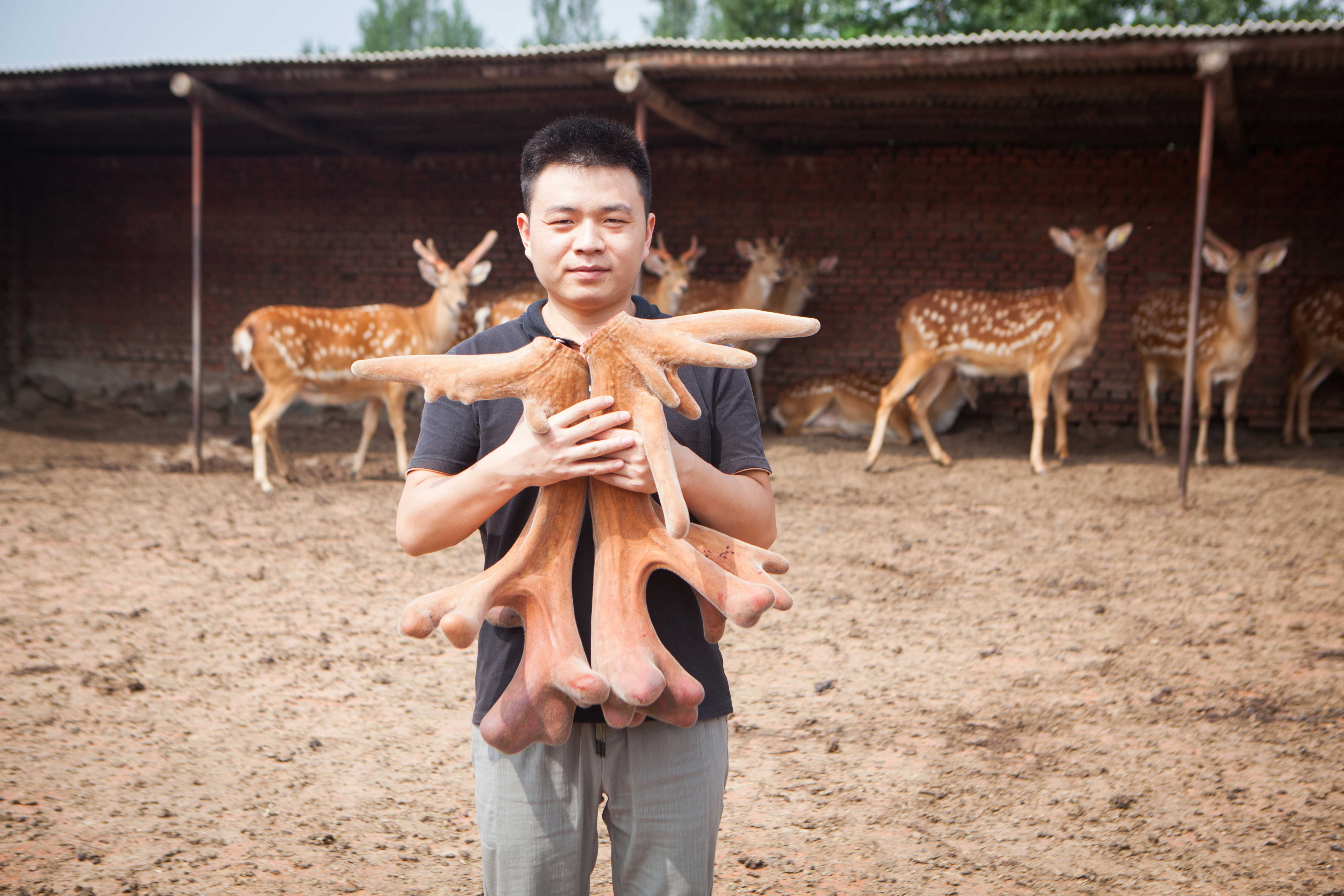 怎么看鹿茸蜡片真假,鹿茸蜡片的真假辨别