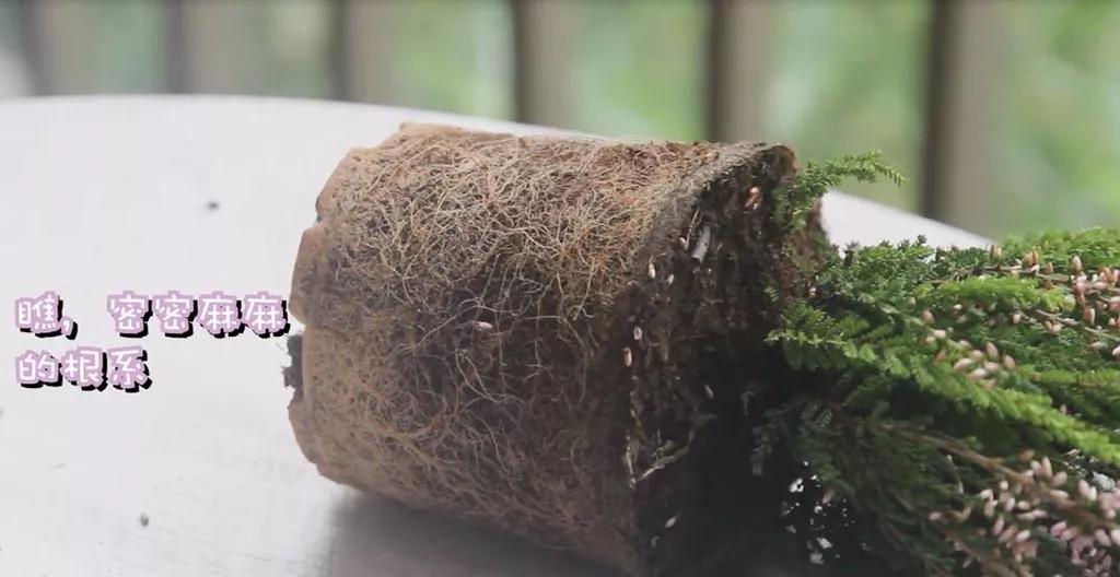 挪威石楠花,挪威国花帚石楠