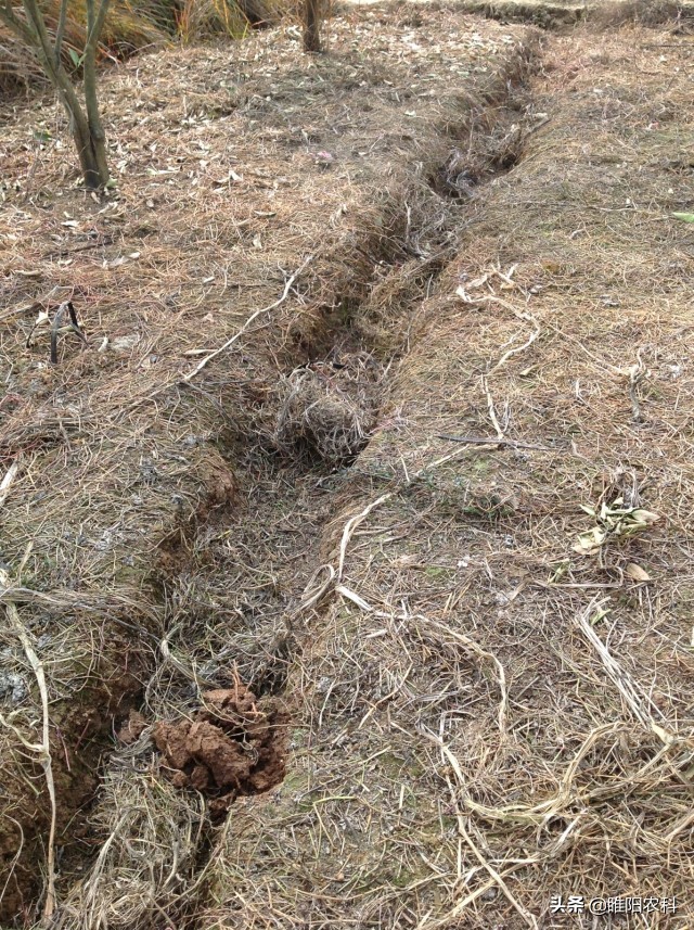 最厉害的草甘膦除草剂,二甲四氯草甘膦除草剂除哪些杂草