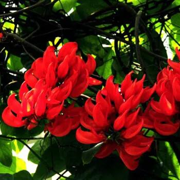 精品紫藤品种,名藤花卉紫藤