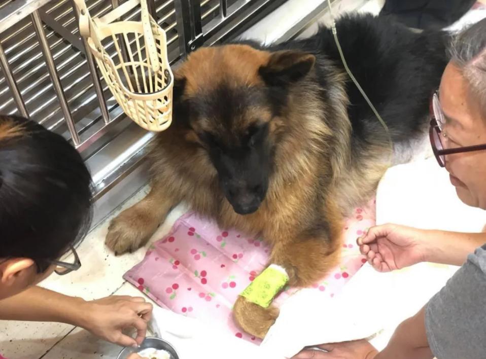 德牧照顾受伤的主人,德牧残疾