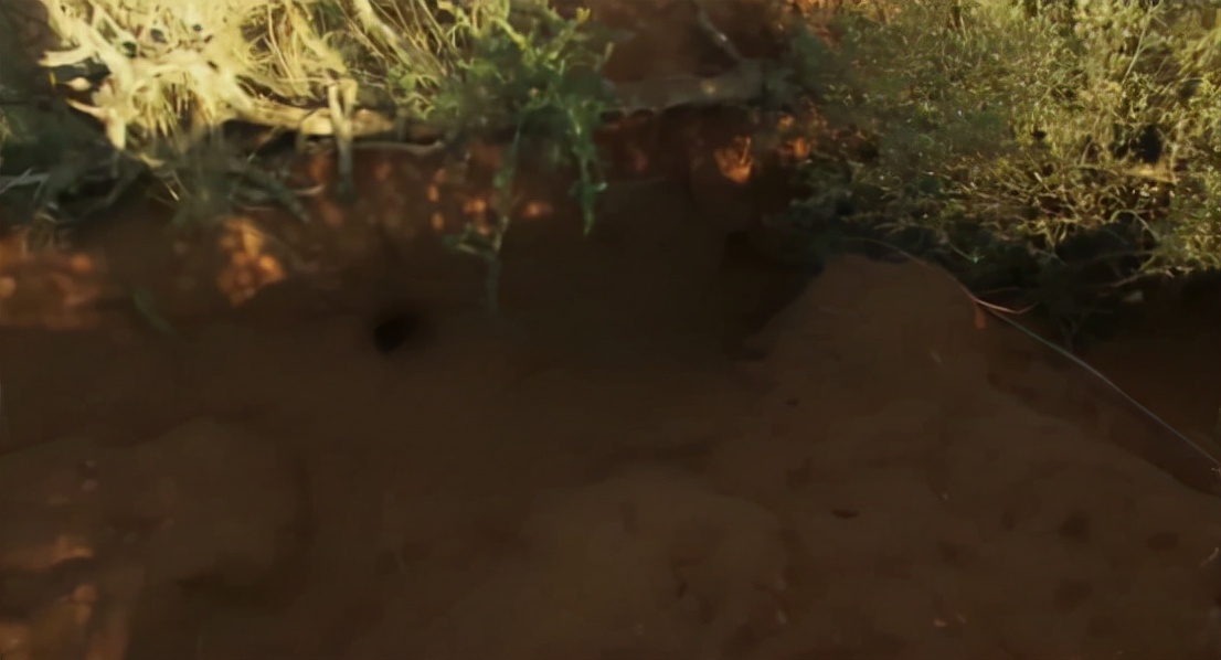 蜜獾两小时后继续享用毒蛇,蜜獾凶猛攻击人类