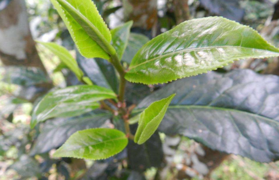 普洱茶黄片，你真的了解？