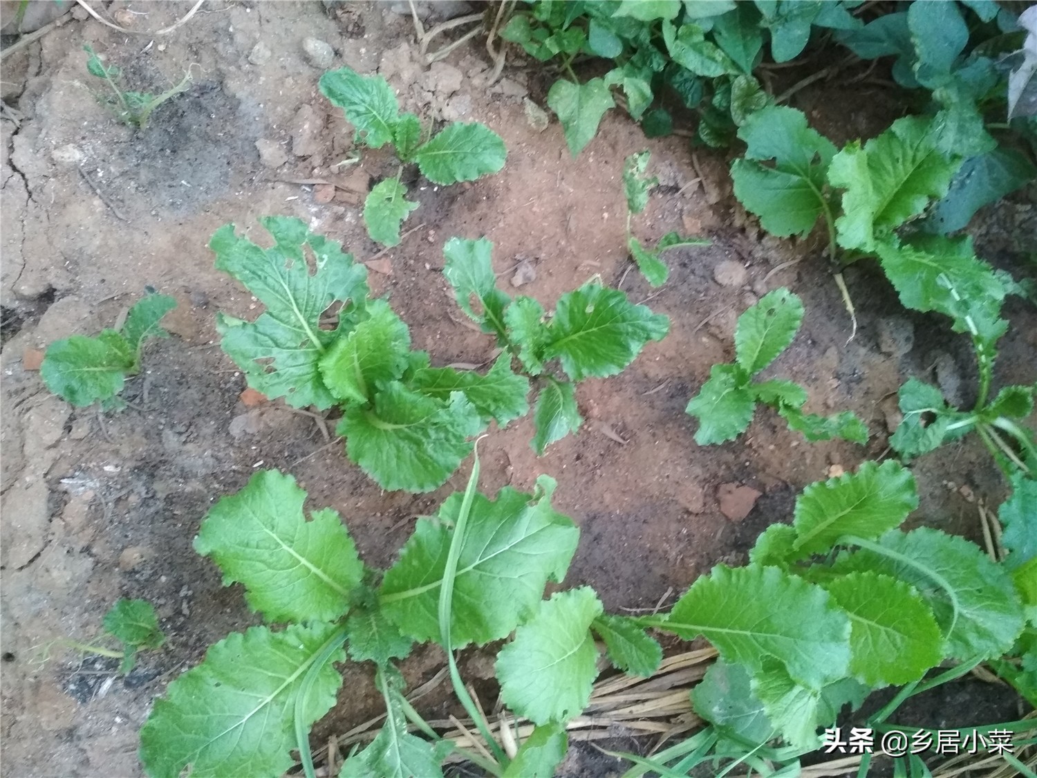 生石灰能杀灭蜗牛吗,种菜遇蜗牛吃如何防治