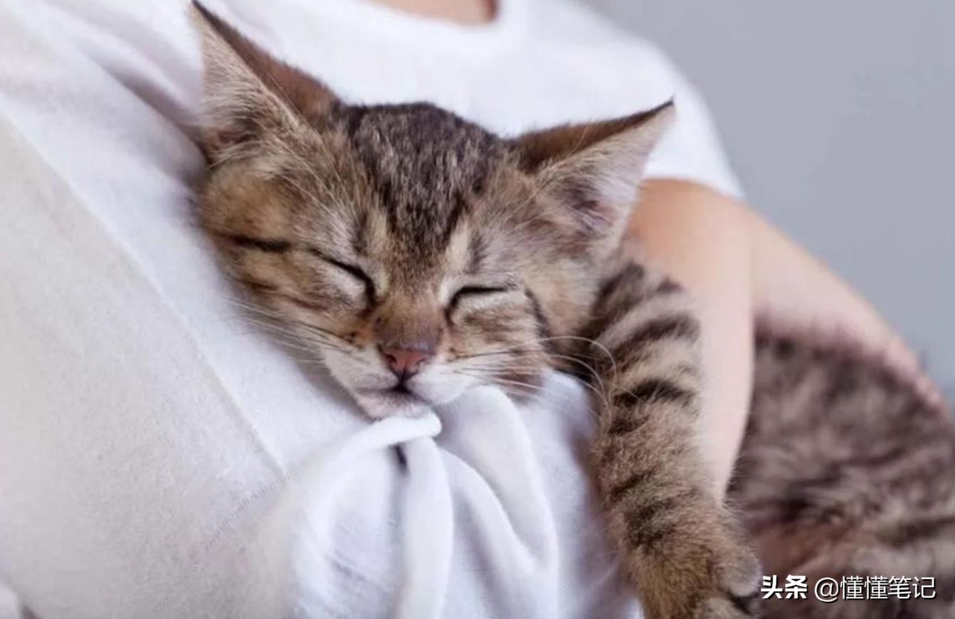 铲屎官一年养猫需要多少钱,猫咪铲屎官兼职工资多少钱