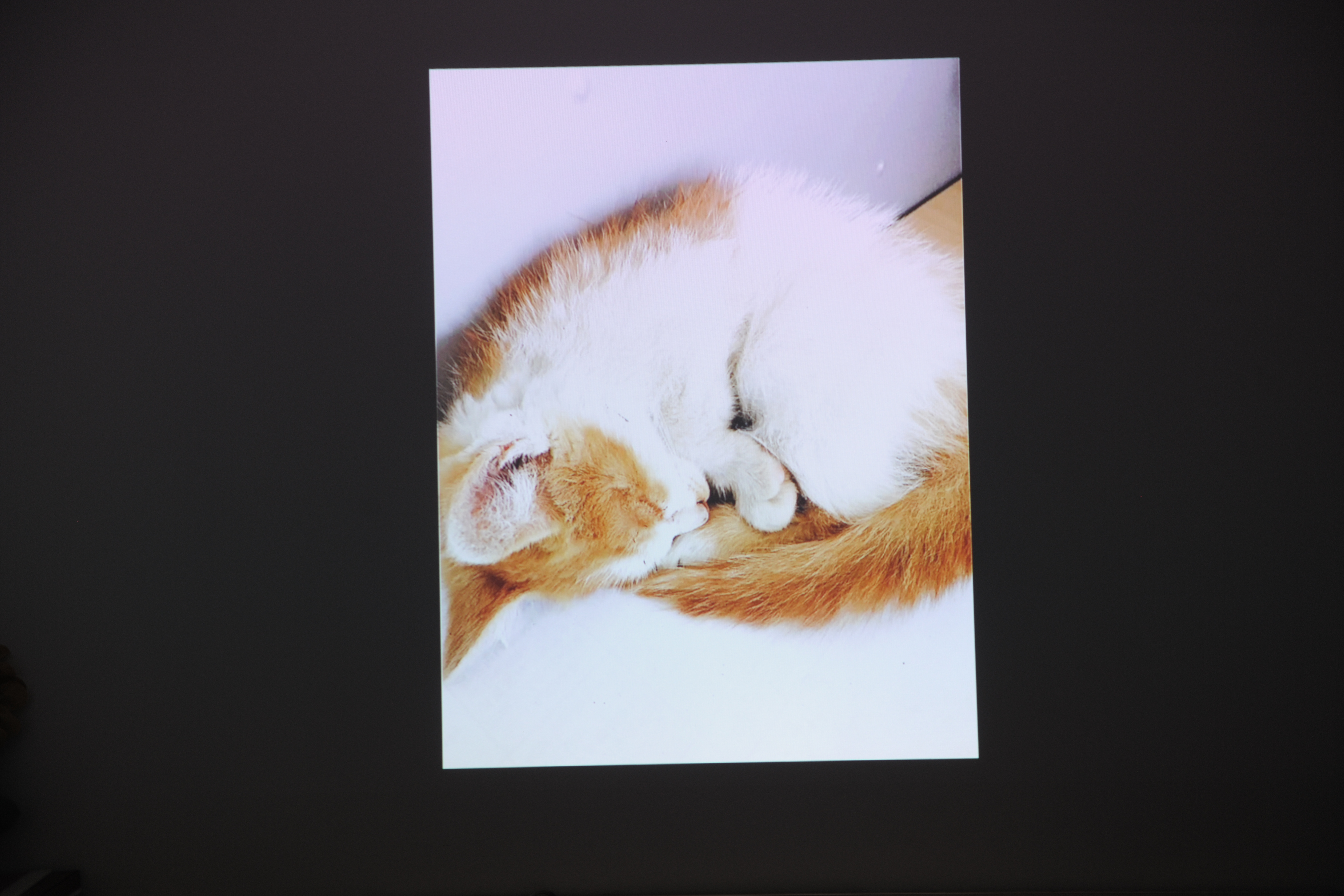 家庭投影机选什么样的幕布,家庭投影仪不要幕布