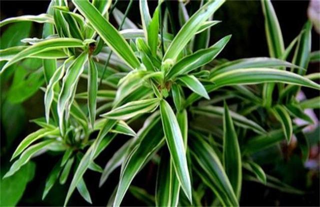 吊兰可以用什么代替施肥才能养好,吊兰剪头后怎么施肥