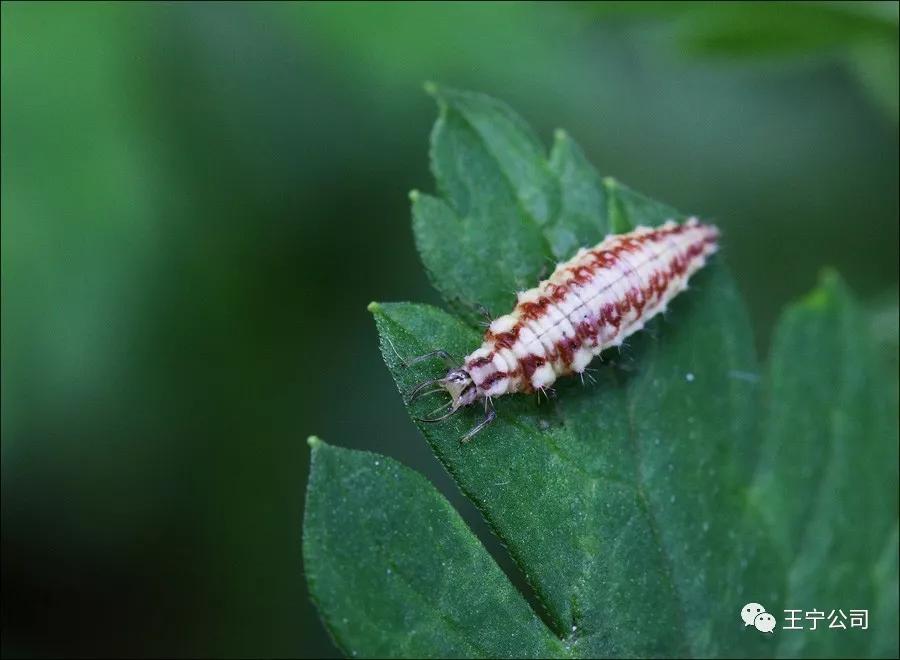 夏播玉米虫害图片大全,玉米虫害图谱高清大图