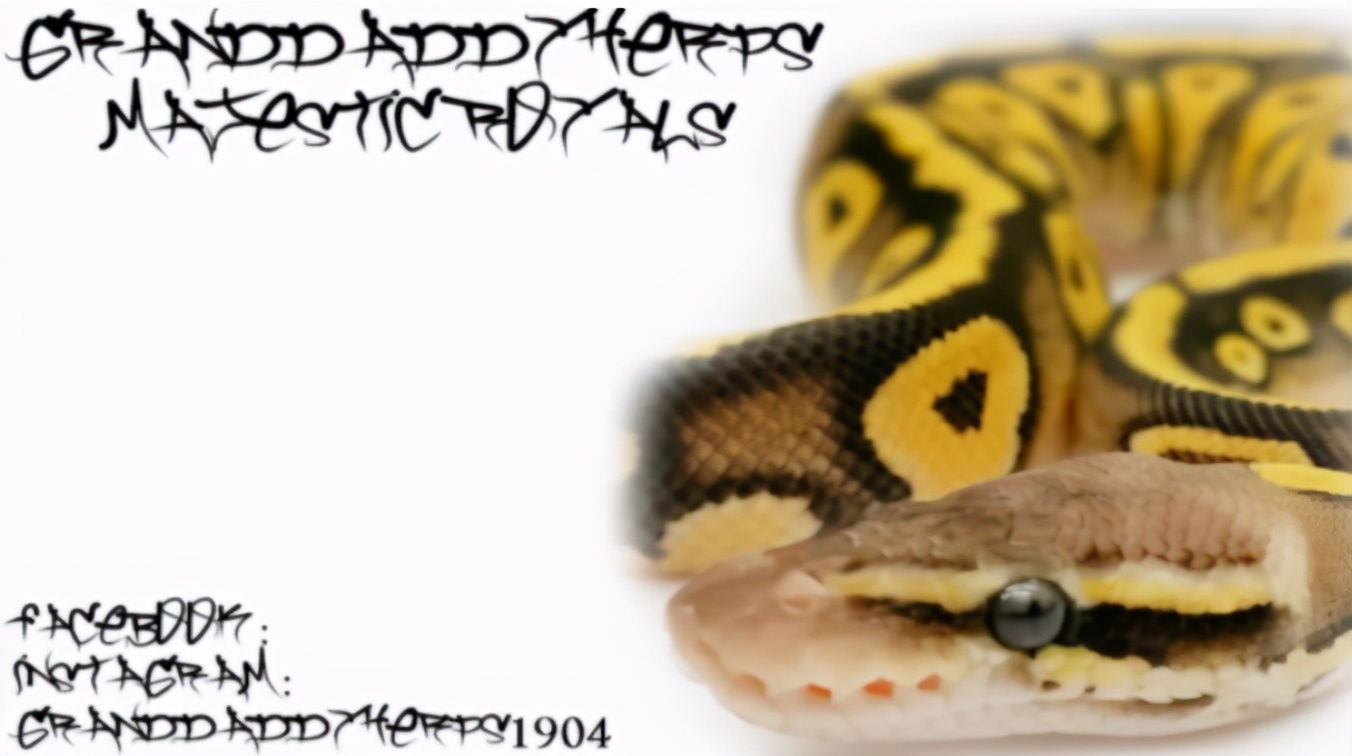 「爬宠饲养」蛇苗不开食难道只能填？​且慢