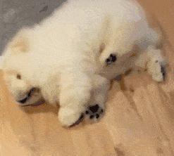 狗狗老年性震颤,狗狗缺钙抽搐和癫痫有什么区别