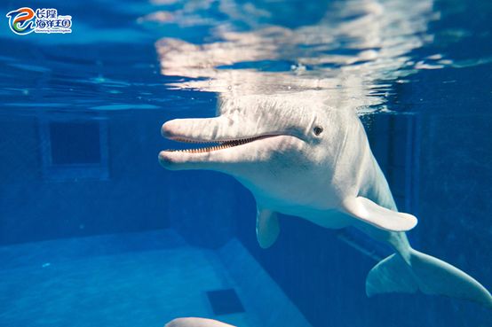 长隆女神月，大马戏低至210元起！