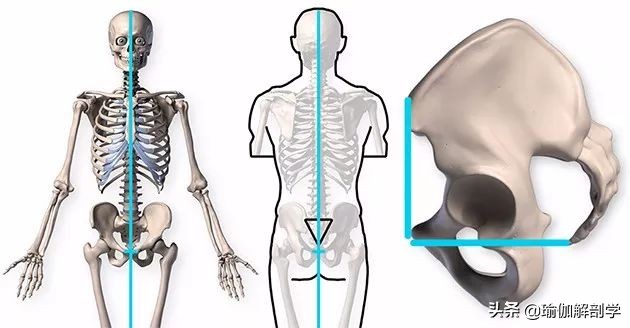 练瑜伽可以矫正骨盆前倾,练瑜伽时骨盆如何转动