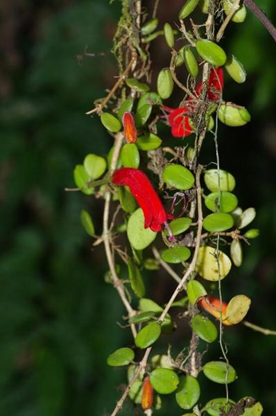 成都大运会筹备领导小组名单,成都大运会筹办工作进展