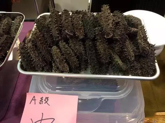 海参物种科普,海参100种图片