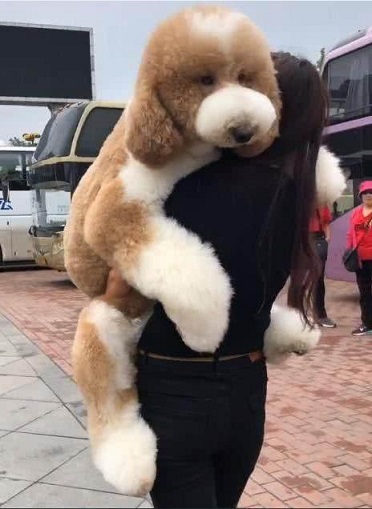 泰迪想要小一点的该怎么选,泰迪想攻击主人怎么驯服