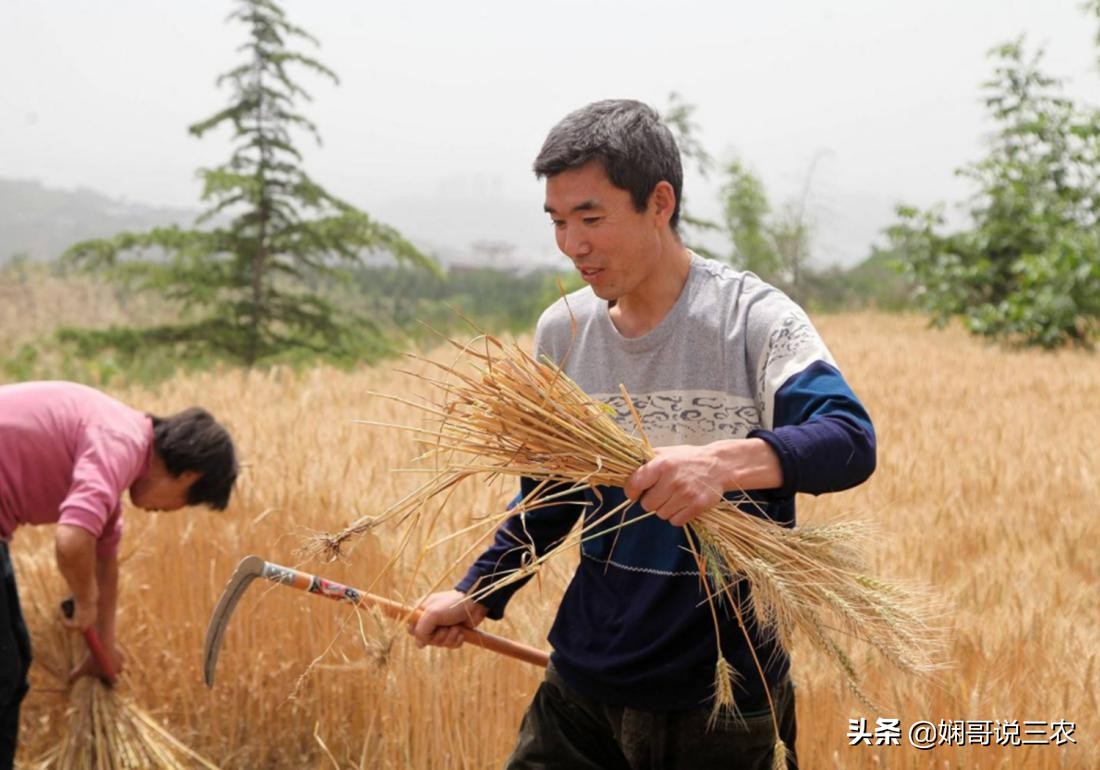 小麦种植与施肥技术研究,小麦高产种植用什么底肥