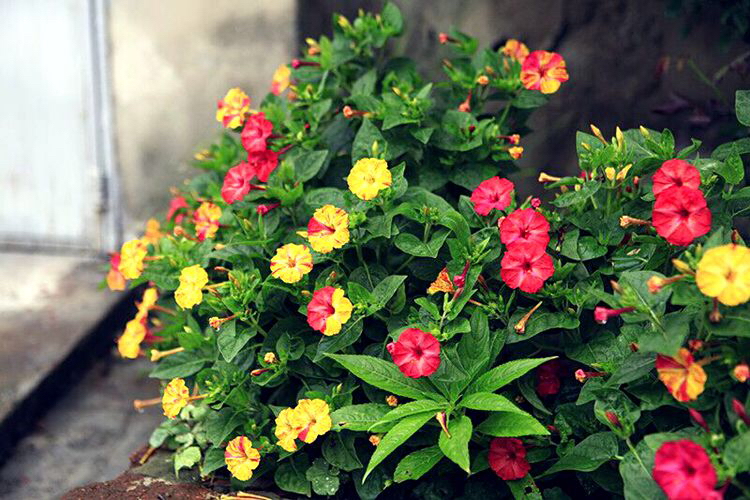 哪种花的种子最好养,什么花种子好养又长得快