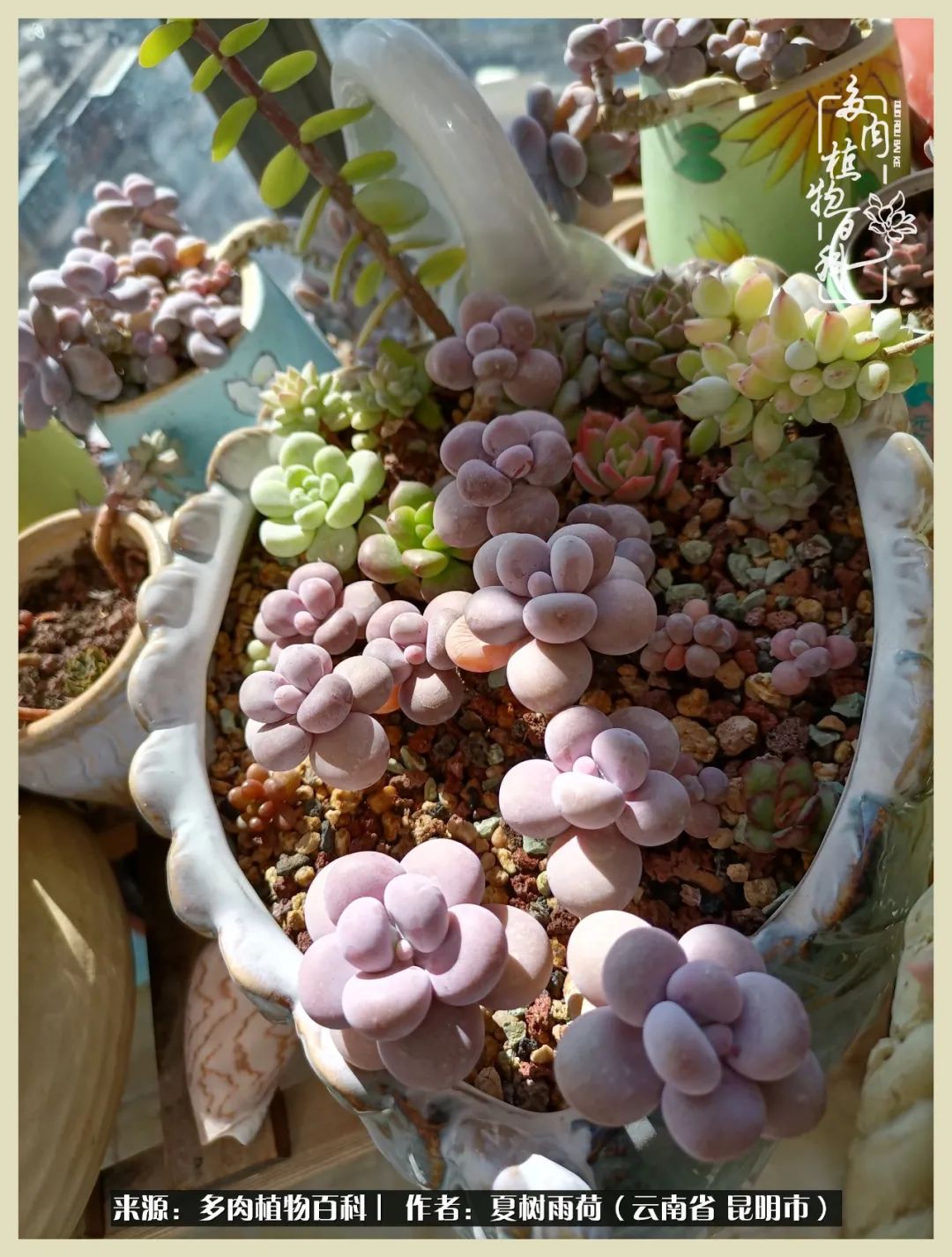 自从养了多肉有了窗台想要个阳台,养多肉10年多