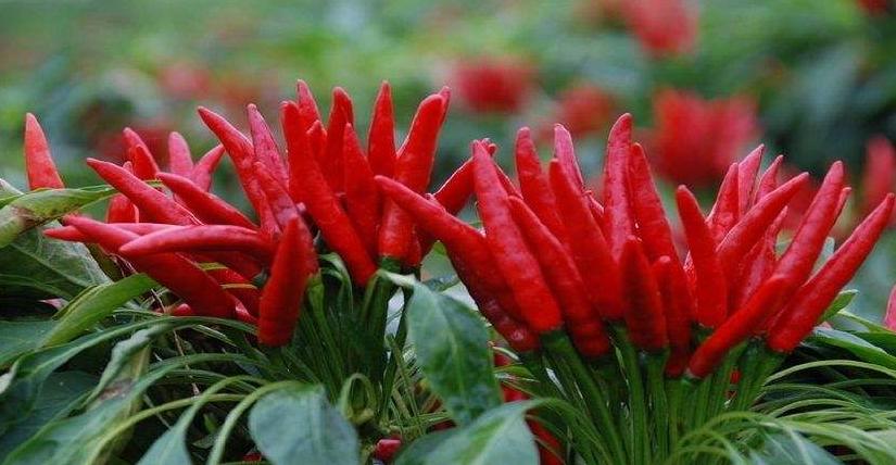 辣椒防根腐病,怎么防治辣椒根腐病