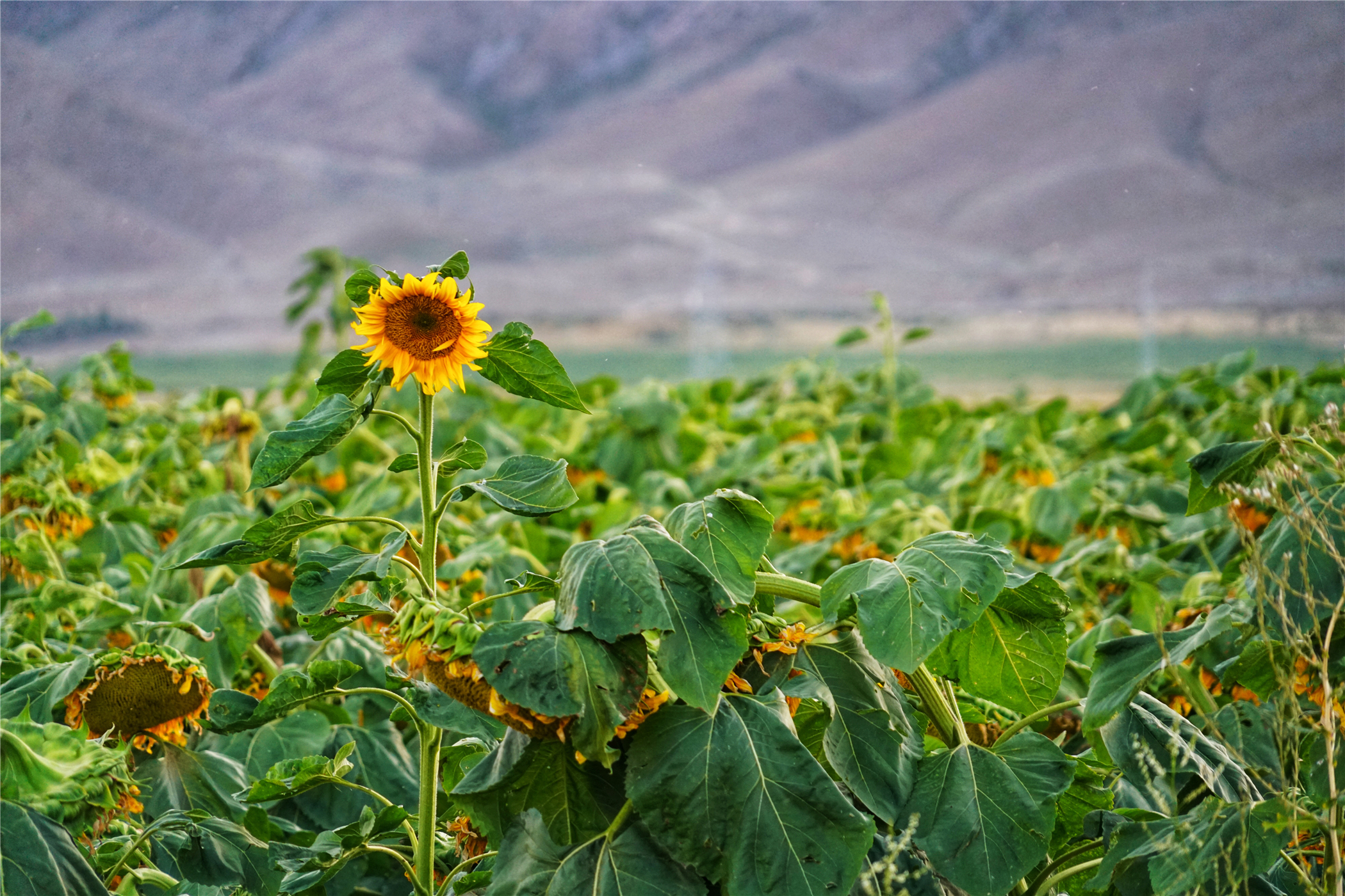 7月新疆可可托海,冬天去可可托海有什么值得看