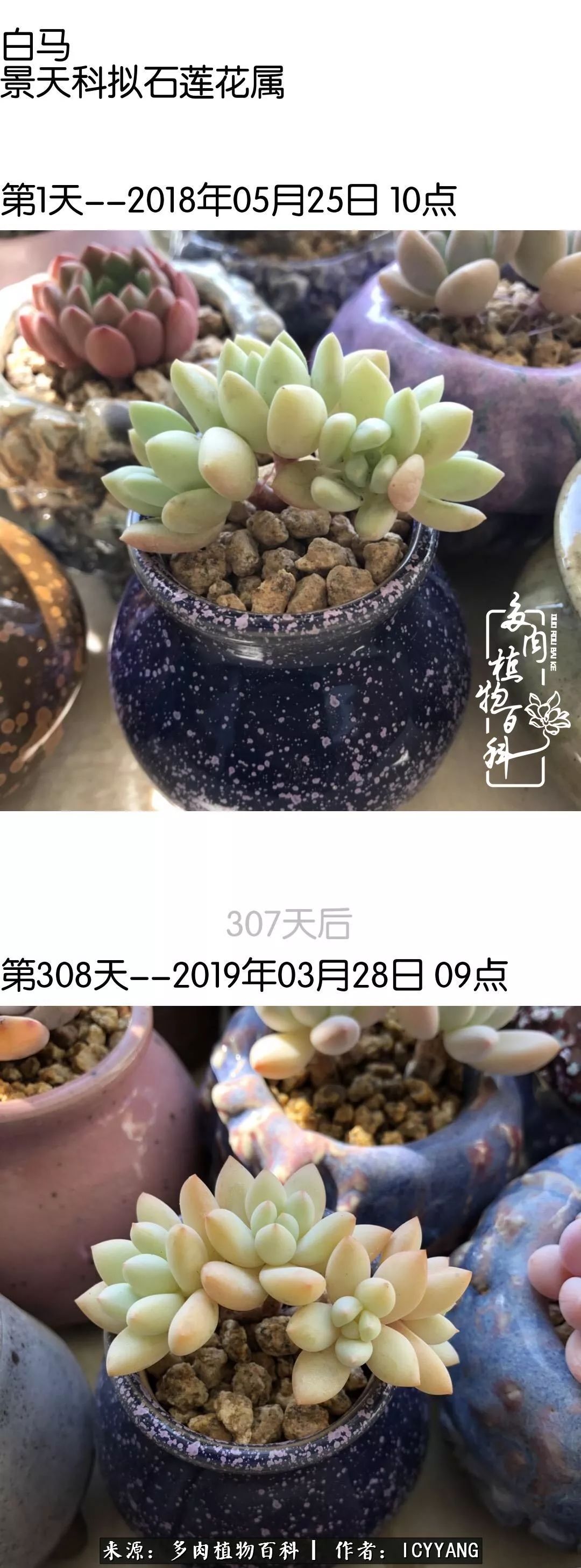 多肉隔着玻璃晒太阳效果好吗,隔着玻璃养的多肉照样长得好