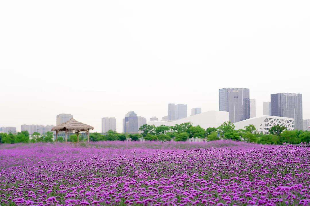美美美!余杭七大花海组团来袭,遍地繁花好似人间仙境
