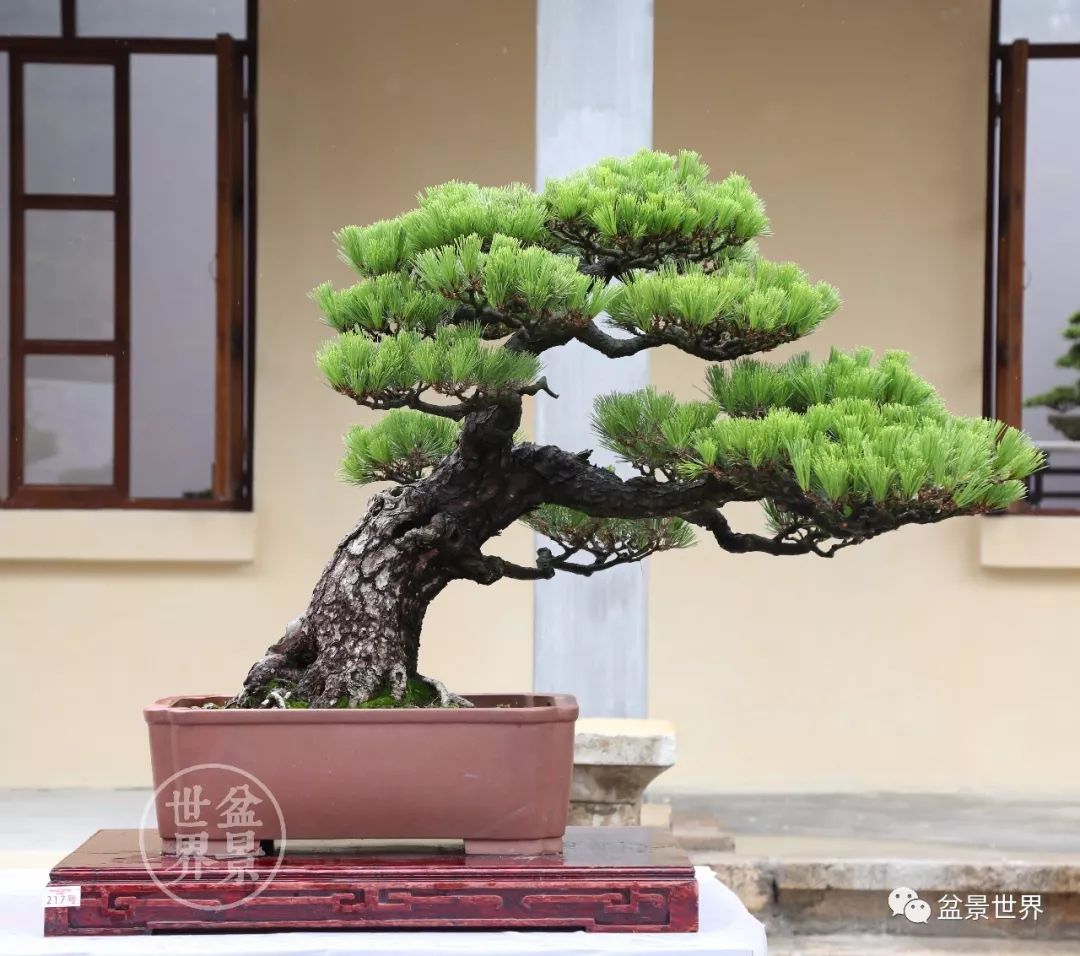 不可多得的黑松盆景素材,富贵大气的盆景有哪些