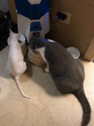 捡到只流浪猫对自己非常好怎么办,十天前捡到流浪猫现在怎么样了