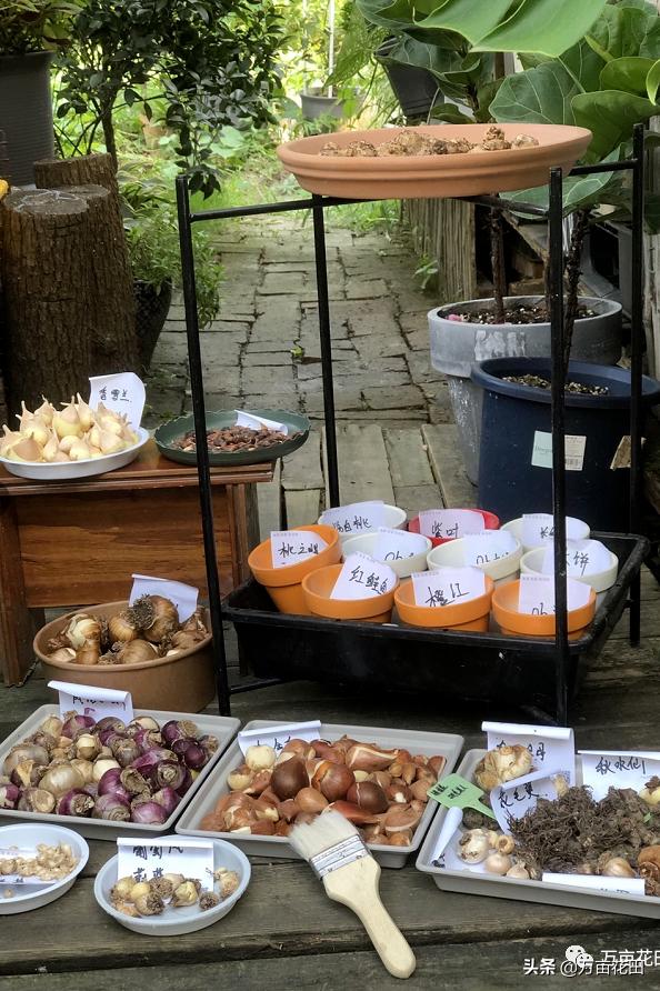 裸根百子莲的栽种方法,马蹄莲的球根种植方法图片大全