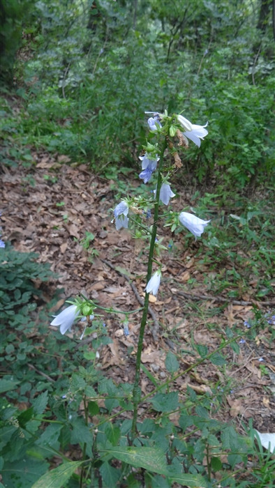 荠苨功效与作用,荠苨又叫什么药