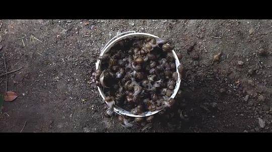 不用农药，让超1000种动植物生态平衡，这次美国人真的做到了