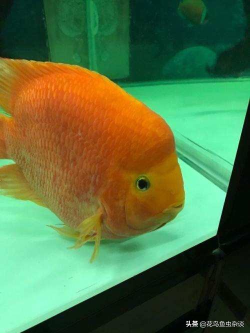 血鹦鹉饲料可以喂红尾皇冠吗,血鹦鹉鱼饲料怎么养