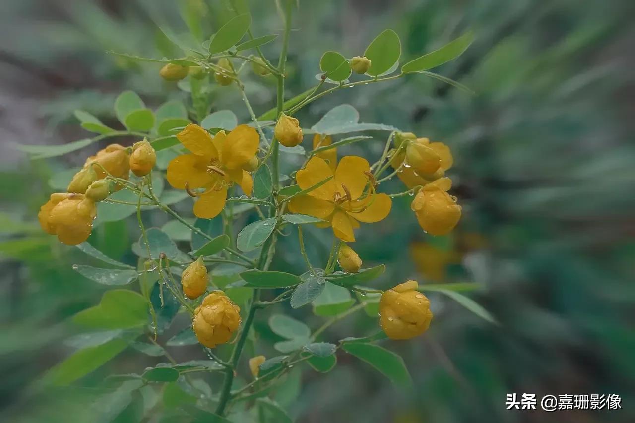 看看花容，听听花语2020年我镜头里的百种花卉